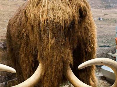 Woolly Mammoth