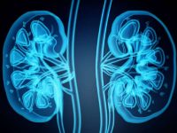 Dehydration, poor diet, and sedentary lifestyles: Key risks to kidney health