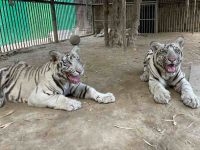 Delhi zoo gears up for winter with species-specific animal-care plans