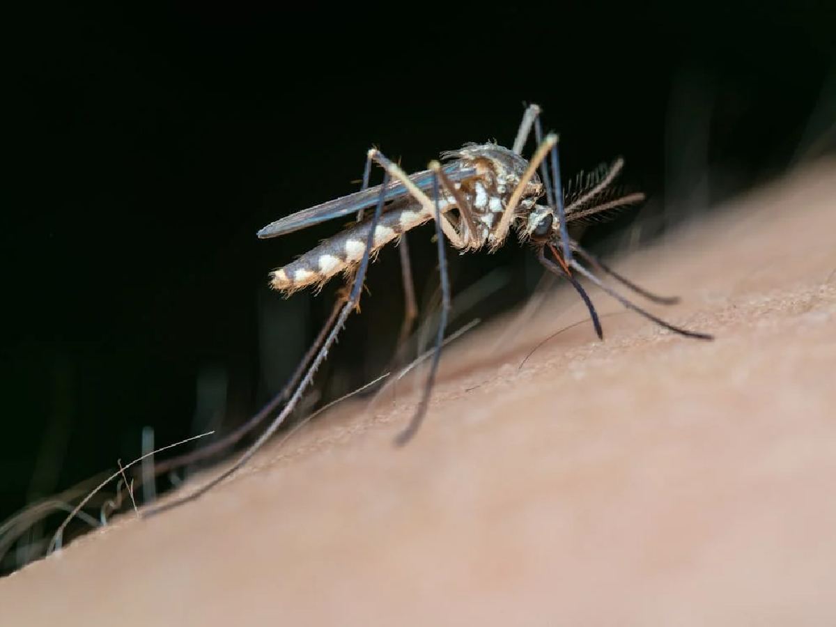 Explained: Key factors behind spike in dengue