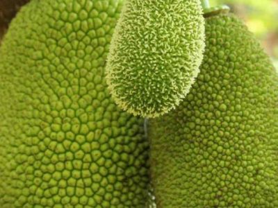 Jackfruit