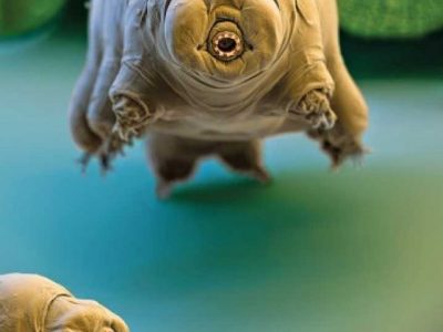 Tardigrade