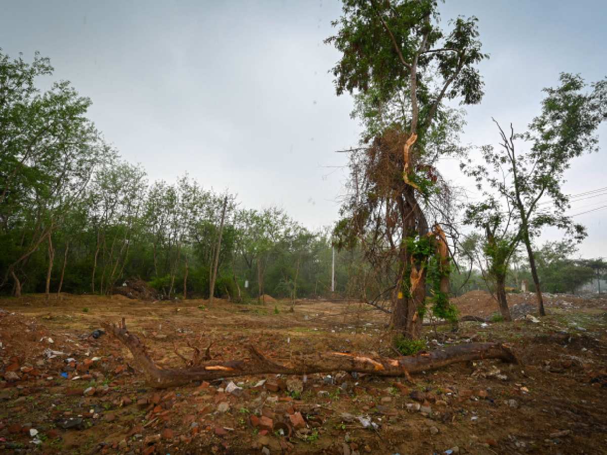 Delhi’s vanishing urban trees: The overlooked solution to the city’s pollution crisis