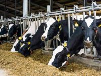 Dairy farms in Delhi asked to obtain pollution control consent