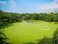 Satpula pollution: NGT seeks lake’s present status from DDA