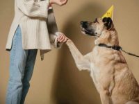 7 Simple Tips for Effective Dog Training