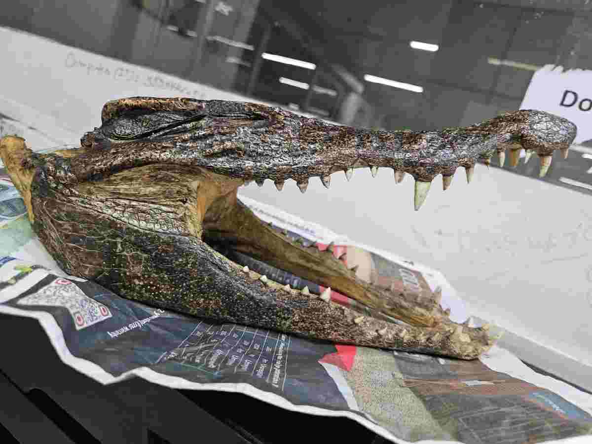 Canadian Man carries baby crocodile skull, arrested at Delhi airport