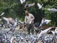 Delhi’s pigeon debate: Tradition clashes with experts’ advice