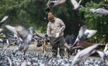 A man feeding pigeons