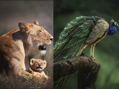 Tales of the Wild: Wildlife photography exhibition by Madhur Nangia