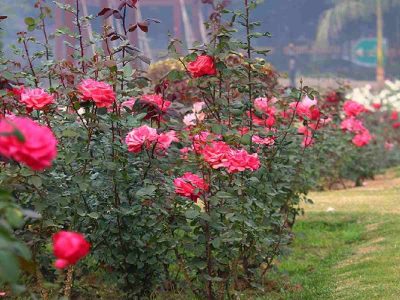 Delhi: A Valentine’s escape to National Rose Garden