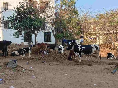 Stray cows often get quite close to the residential area