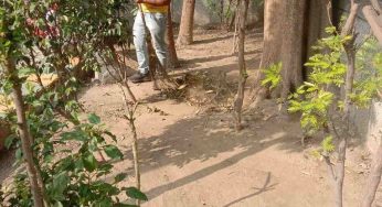 Delhi: MCD removes over 340 quintals of solid waste from 428 parks