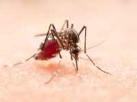Dengue-Malaria cases decline in Delhi, no deaths reported so far this year