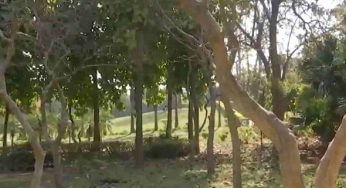 Decomposed body of man found hanging from tree in north Delhi