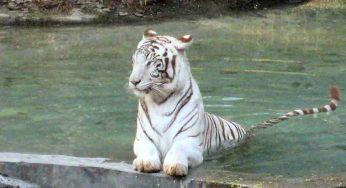 Delhi Zoo partners with Vantara to strengthen animal care