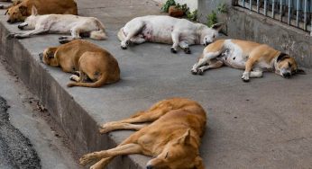 SC to hear suo motu case pertaining to stray dogs on Oct 27