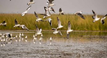 Over 160 bird species, 21 first time sightings, documented in Delhi’s summer bird census