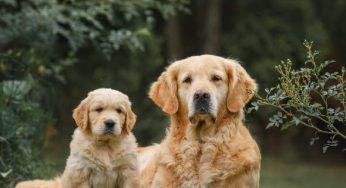 Dogs helping people regulate stress even more than expected, research shows