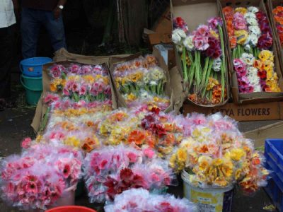 Gerbera daisies, the most popular flowers cultivated in India