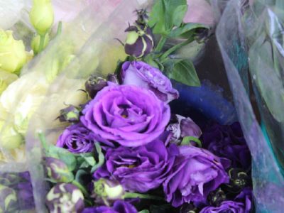 Hybrid roses, cultivated in unique colours for ornamental purposes Delhi