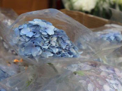 Hydrangeas, grow mostly in damp climates and best available in monsoons