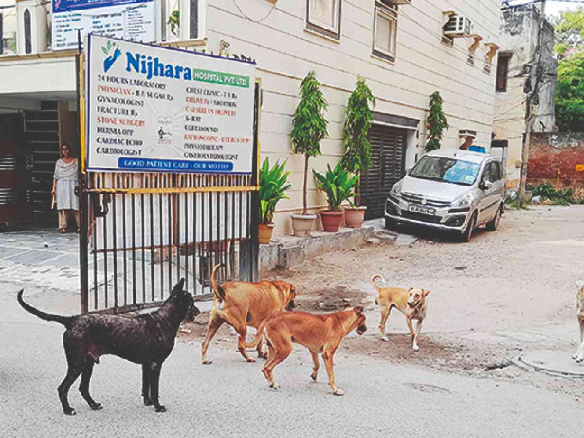 Animal lovers meet Delhi Mayor for ‘humane’ relocation of stray dogs