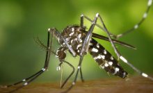 Delhi: Dengue cases down, malaria & chikungunya up