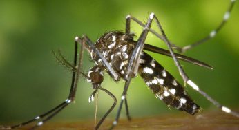 Delhi: Dengue cases down, malaria & chikungunya up