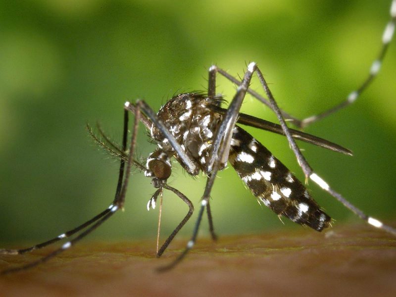 Delhi reports 360 dengue cases as monsoon illnesses rise