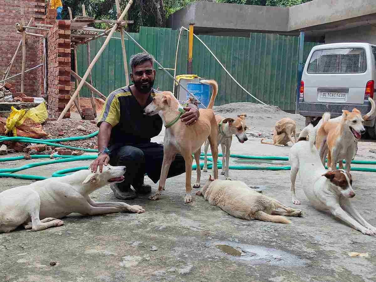 Delhi: Court order leaves stray dog programme in turmoil 