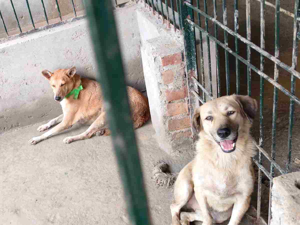 Court order leaves Delhi’s stray dog programme in turmoil 