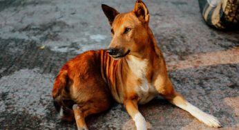 Delhi: Supreme Court order on stray dogs puts spotlight on weak sterilisation system