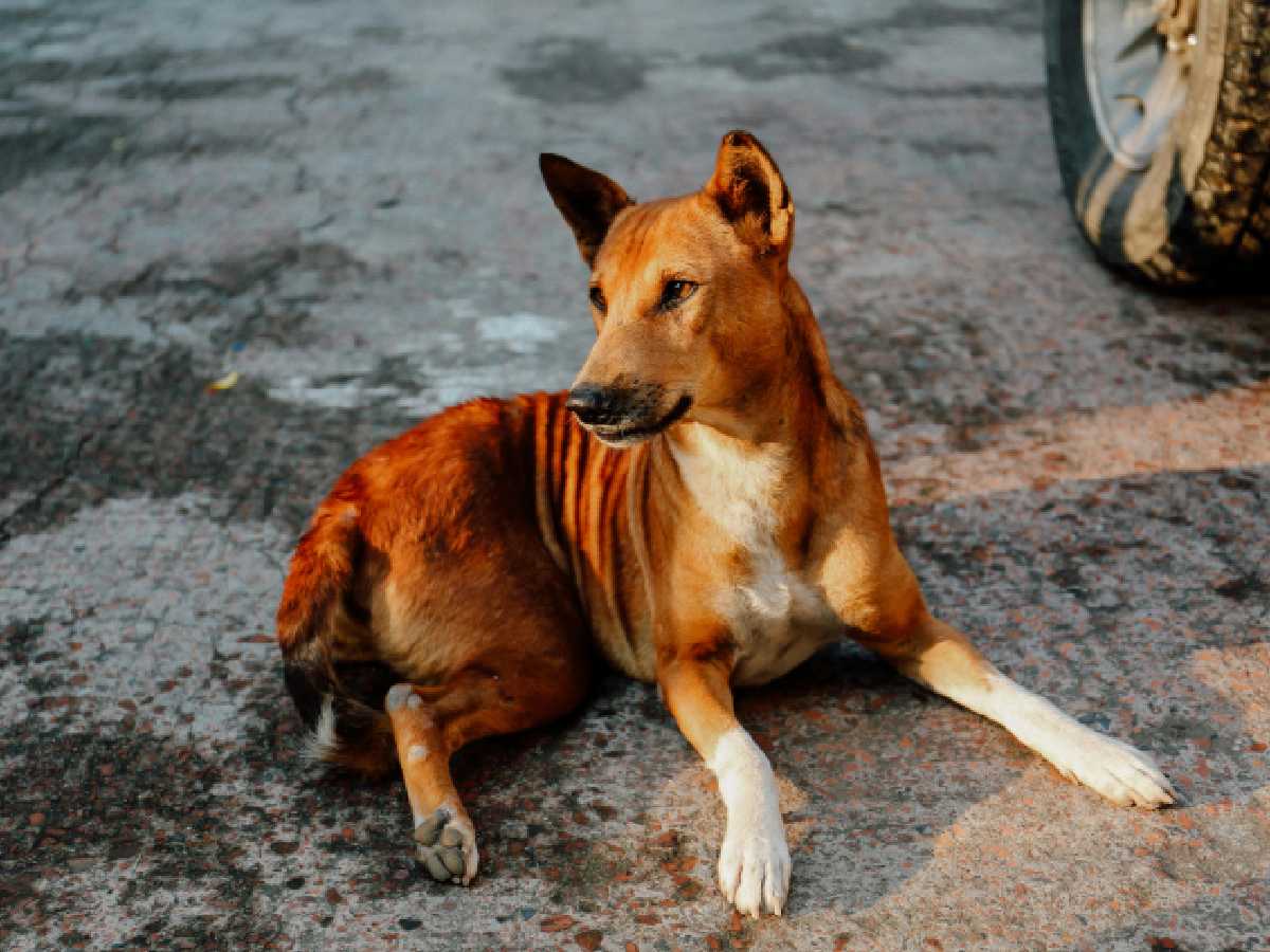 Delhi: Supreme Court order on stray dogs puts spotlight on weak sterilisation system