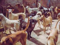 SC orders relocation of stray dogs and animals from institutional areas, highways