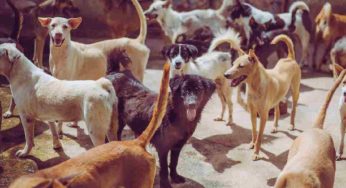 Nominate nodal officers for stray dog-related matters: Delhi govt tells educational institutes