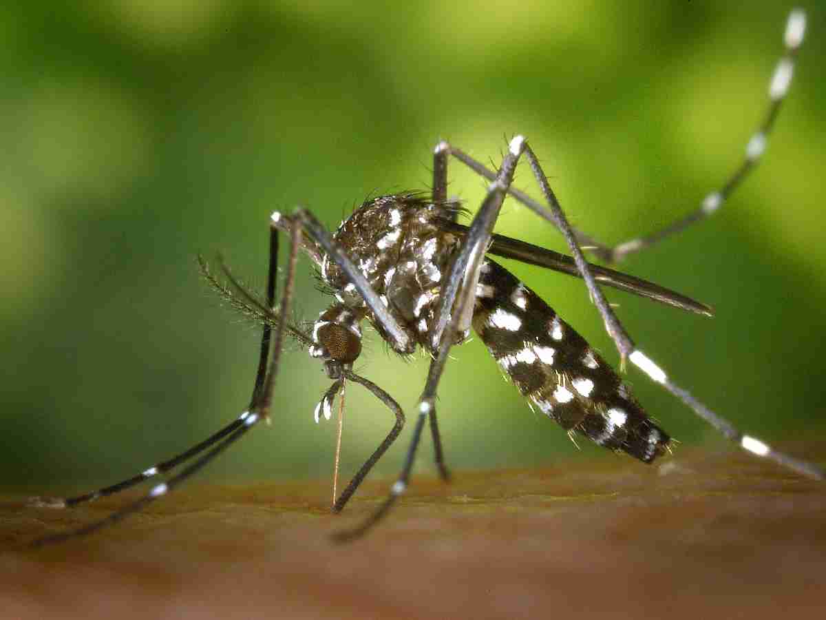 Dengue and Malaria cases surge in Delhi as monsoon intensifies