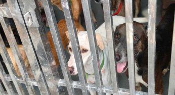 Shortage of veterinary doctors hampers Delhi’s stray dog crisis