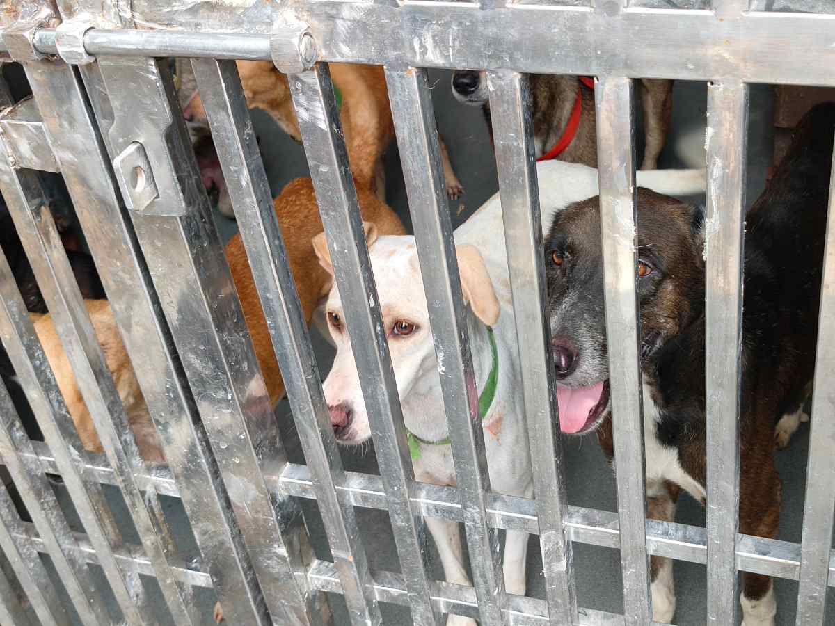 Shortage of veterinary doctors hampers Delhi’s stray dog crisis