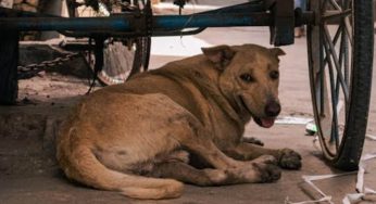 Animal activists gather at Delhi’s Jantar Mantar ahead of SC verdict on stray dogs