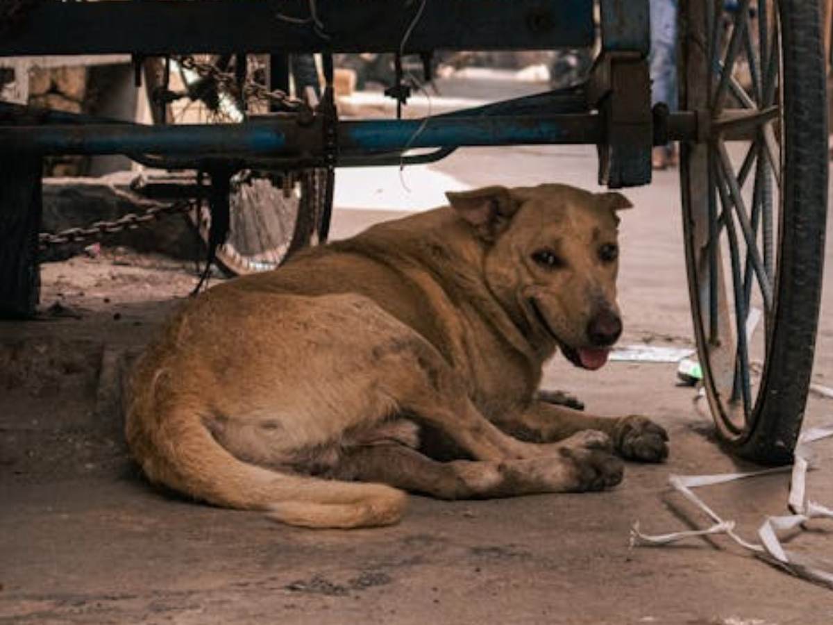 Delhi: Stray dog mauls 5-year-old boy inside police colony