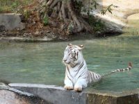 Delhi zoo welcomes 3 Asiatic lion cubs in rare repeat breeding