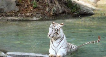 No new bird deaths due to avian influenza at Delhi zoo