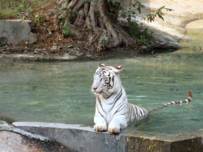 Delhi zoo welcomes 3 Asiatic lion cubs in rare repeat breeding
