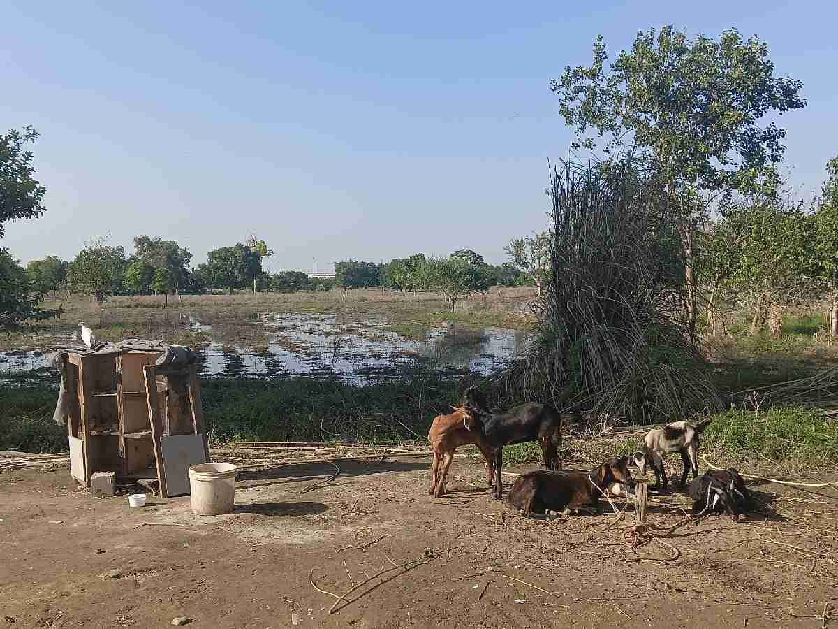 Flood aftermath: no compensation in sight for Delhi’s affected farmers