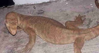 Monitor lizard at metro station: Floodwater pushes reptiles out of burrows in Delhi