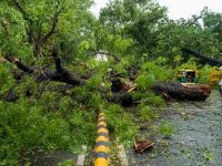 Large tree falls in Lutyens’ Delhi, damages four cars amid heavy rain