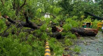Large tree falls in Lutyens’ Delhi, damages four cars amid heavy rain