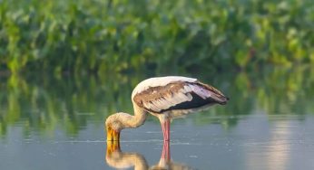 Delhi’s wetlands shrink by 9 pc in 30 years, 97 pc loss in South Delhi: DU study