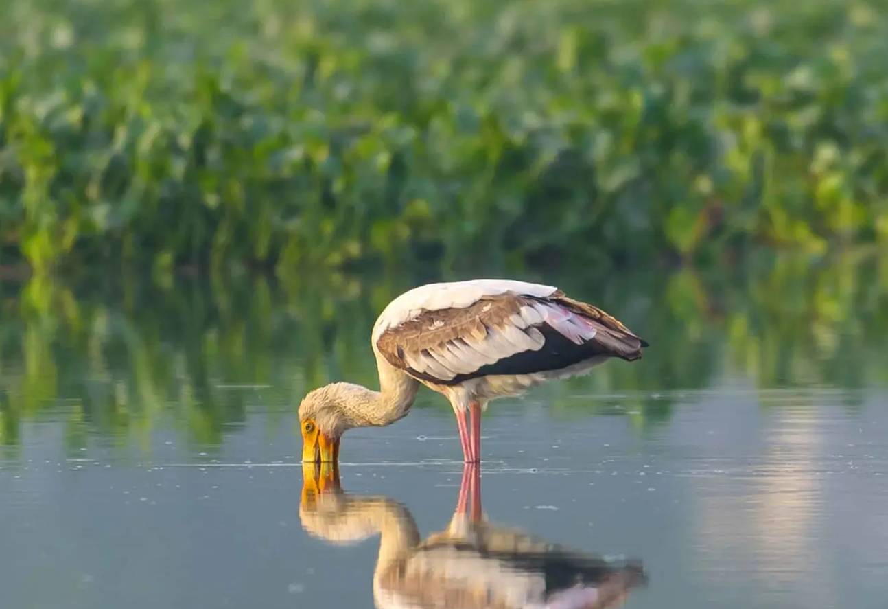Delhi’s wetlands shrink by 9 pc in 30 years, 97 pc loss in South Delhi: DU study